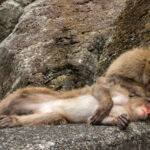 monkey boss mens grooming curico